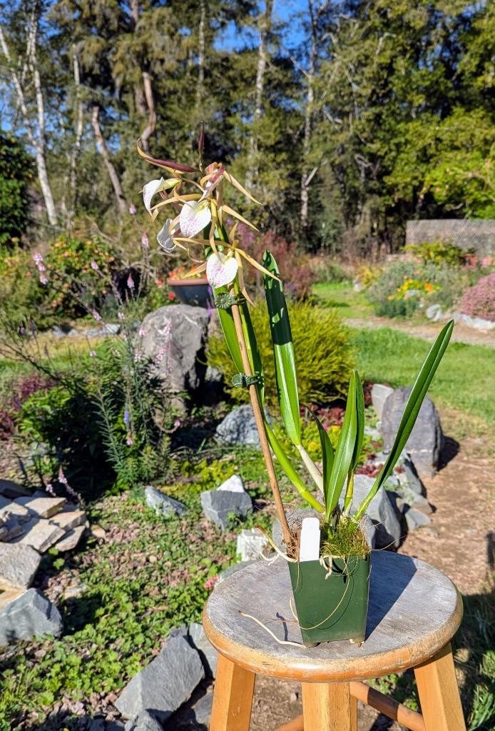 Fantastic New Fragrant Orchid Hybrid! Panarica brassavolae x Brassavola nodosa,