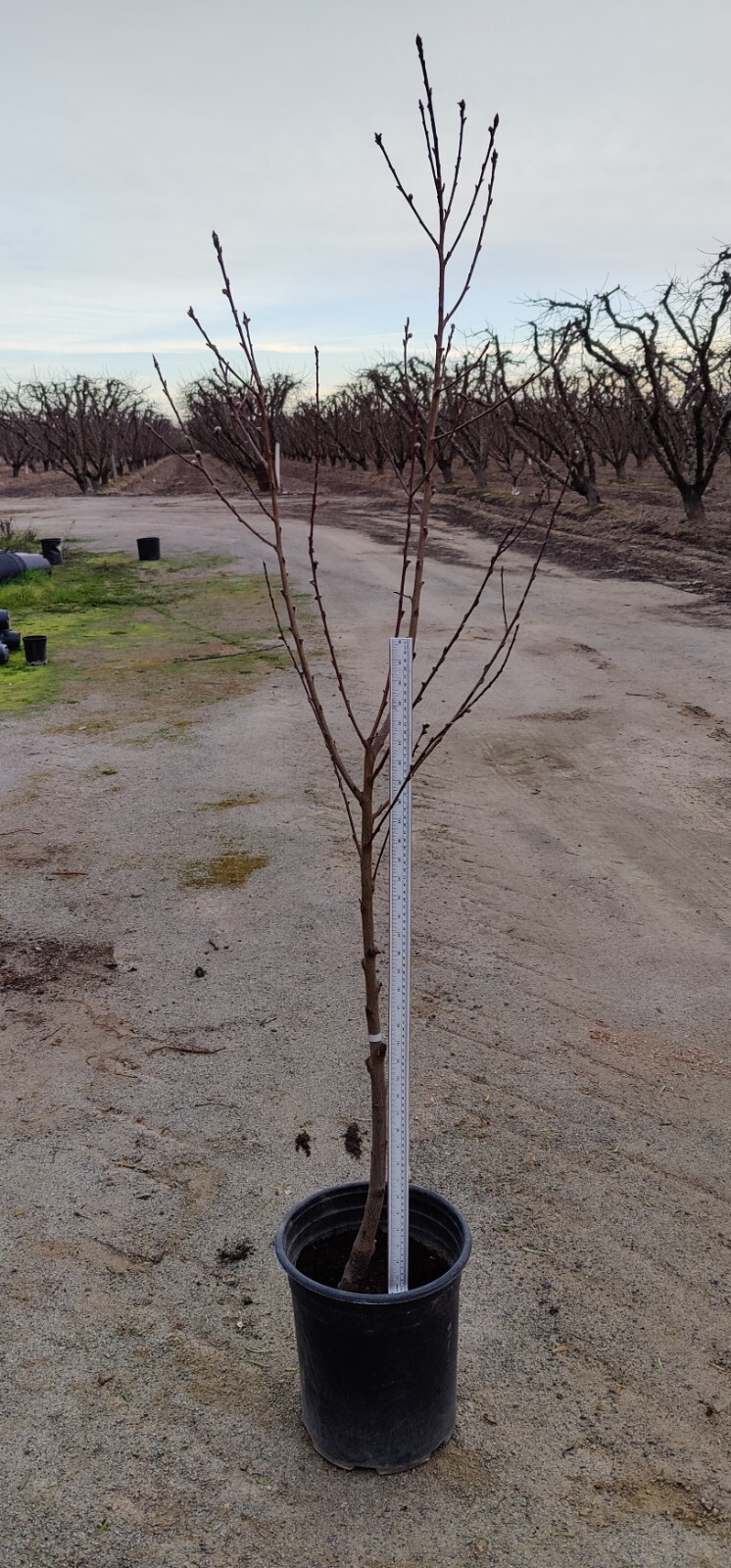 1 (One) Live “YELLOW DONUT PEACH” plant rooted about 36-40″ tall.