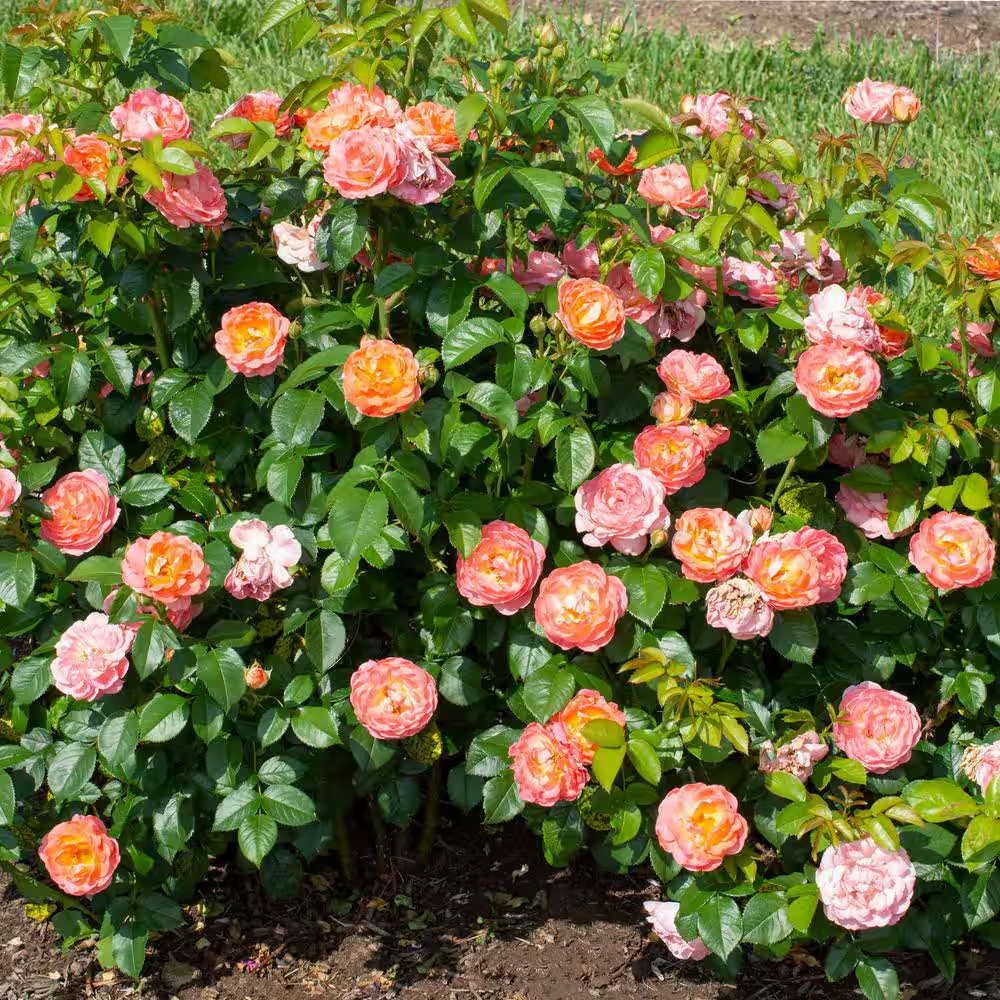 2 Gal. Orange Glow Knock Out Rose Bush with Orange Flowers