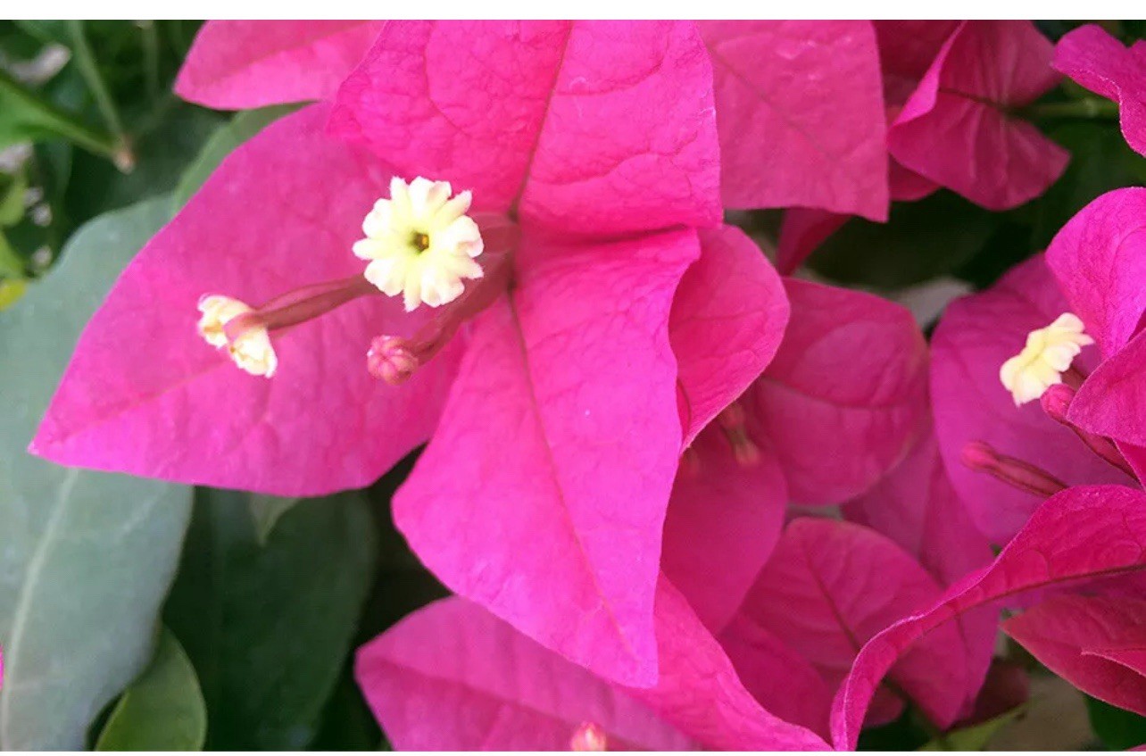 2.pack 30″ TALL Live Plant Bougainvillea Vine Assorted Colors 12″ Pot NO CA