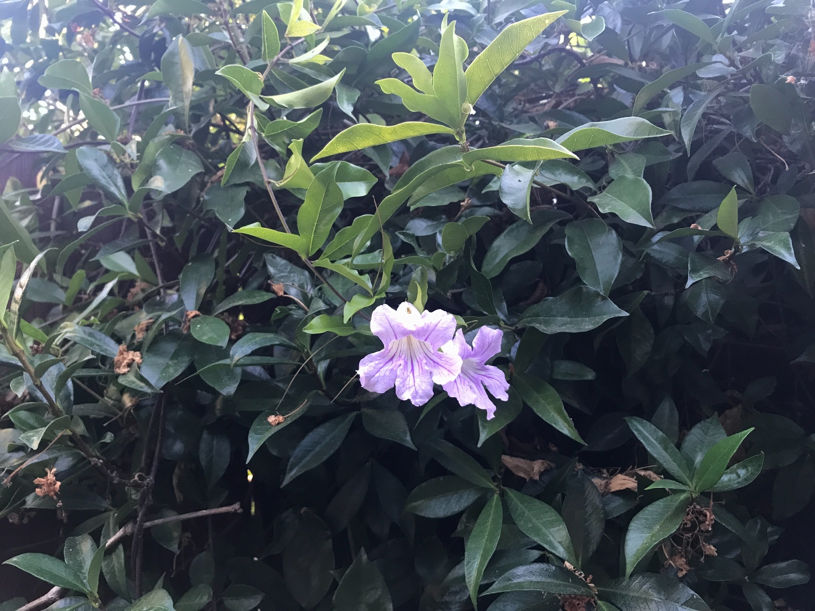 Organic Live USA Violet Trumpet Vine Clytostoma Callistegioides Cuttings