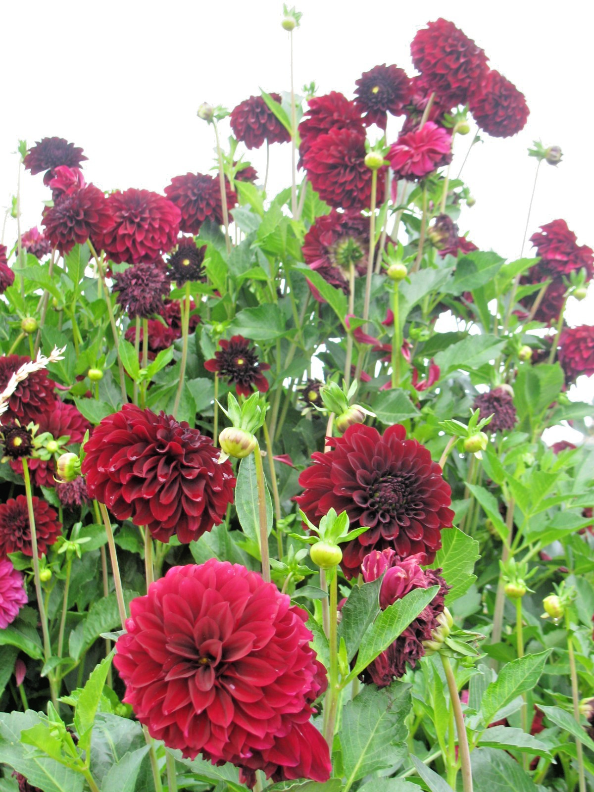Dahlia Live Tubers Lights Out Variety Burgundy/Dark Red 5-Pack