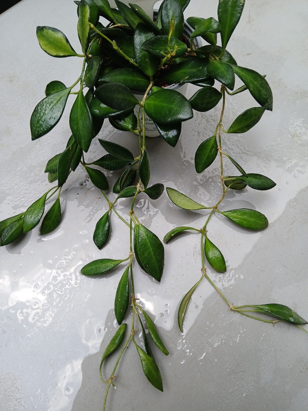 #124- HOYA BURTONIAE VARIEGATED LIVE PLANTS, FULL POT PLANTS,