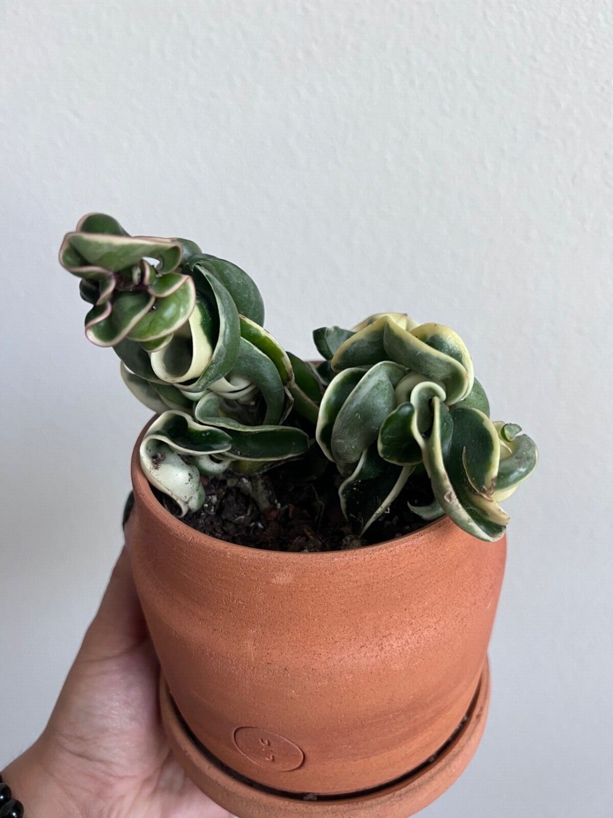 Variegated Hindu Rope, 4 inch Rare Hoya Compacta Carnosa, Very Rare Limited