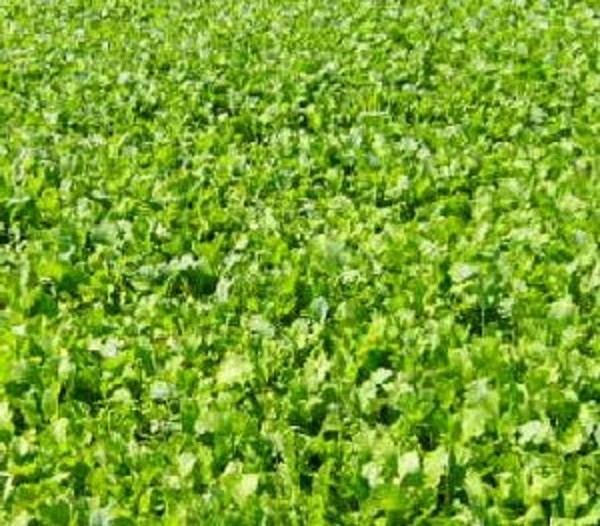 10 Pounds Buckbuster Forage Rape Seed Food Plot for Deer and Other Wildlife