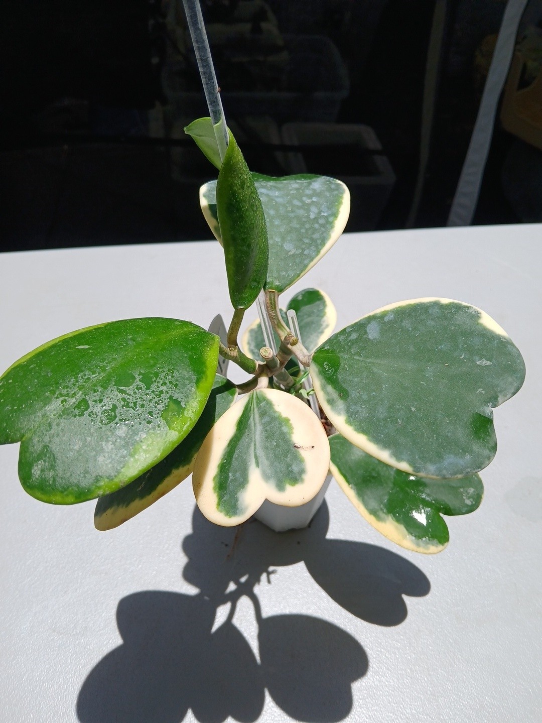 #913- HOYA KERRI VARIEGATED LIVE PLANT, LARGE LEAF, LARGE PLANT,