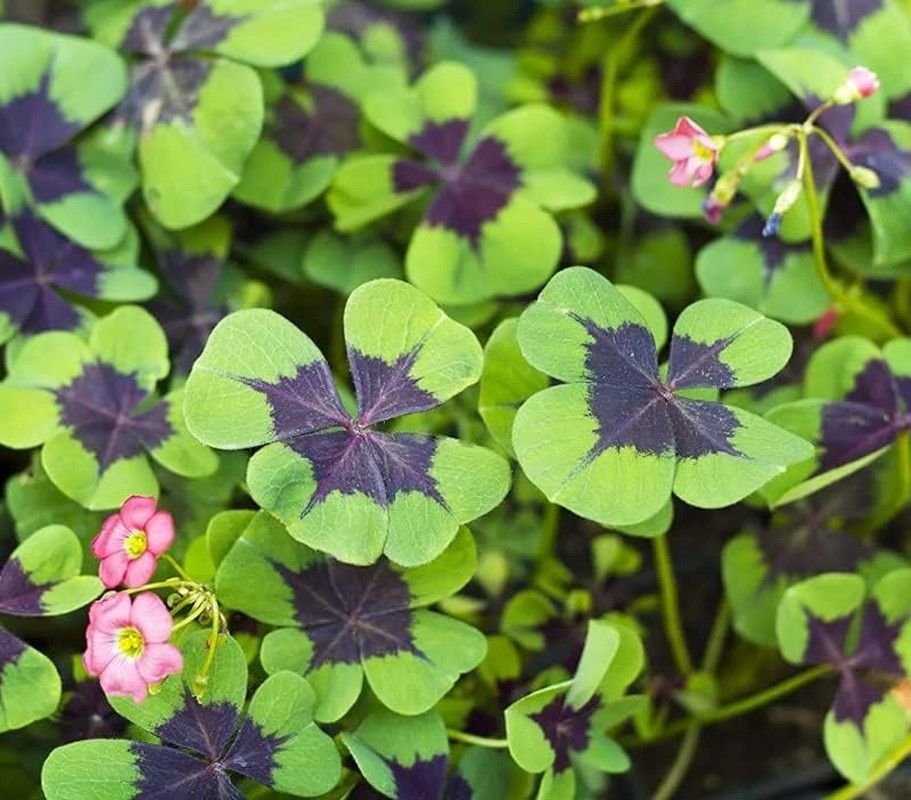 Iron Cross Shamrock Bulbs for Planting – Fast Growing Year round Color Indoors o