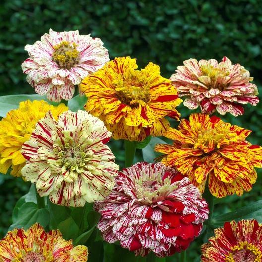 Zinnia CANDY STRIPED Flower Mix Heirloom 3-4″ Double Flowers Non-GMO 100 Seeds.