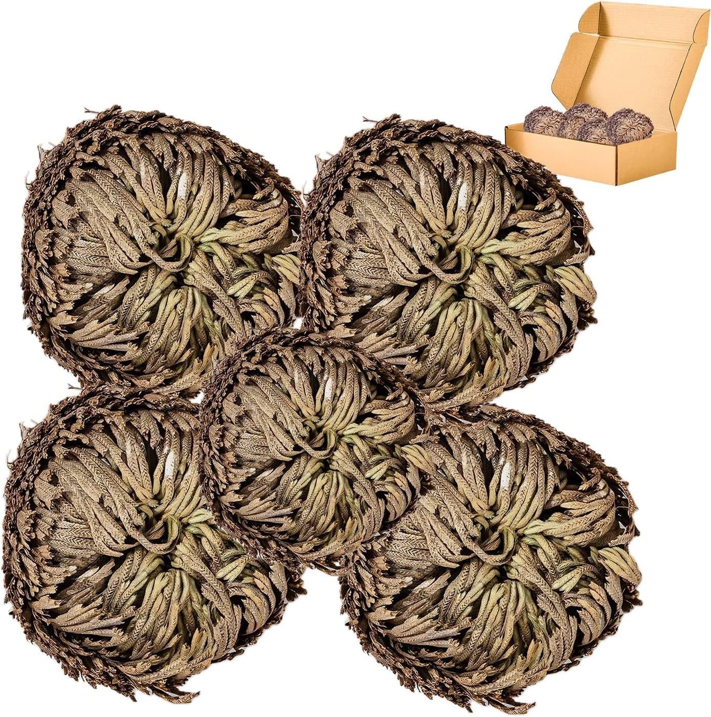5 Pack Big 3.5″ Rose of Jericho Resurrection Plants, Flor De Jerico Original Dri