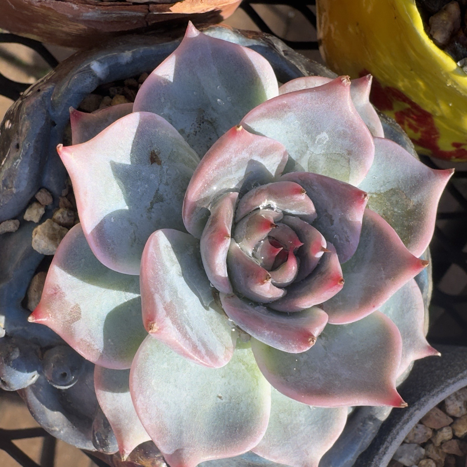 Echeveria Pikachu’ Rare Succulent
