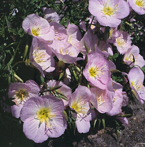 Oenothera speciosa rosea 5,000 seeds