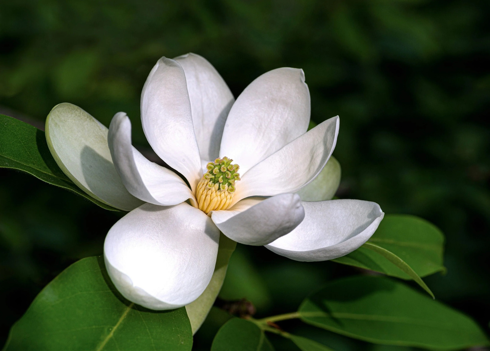 10 SWEETBAY MAGNOLIA Virginiana TREE Shrub Native Laurel White 3″ Flower Seeds