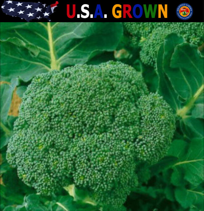 1oz Certified Organic Broccoli Seeds Waltham Heirloom Approx 9000 Seeds