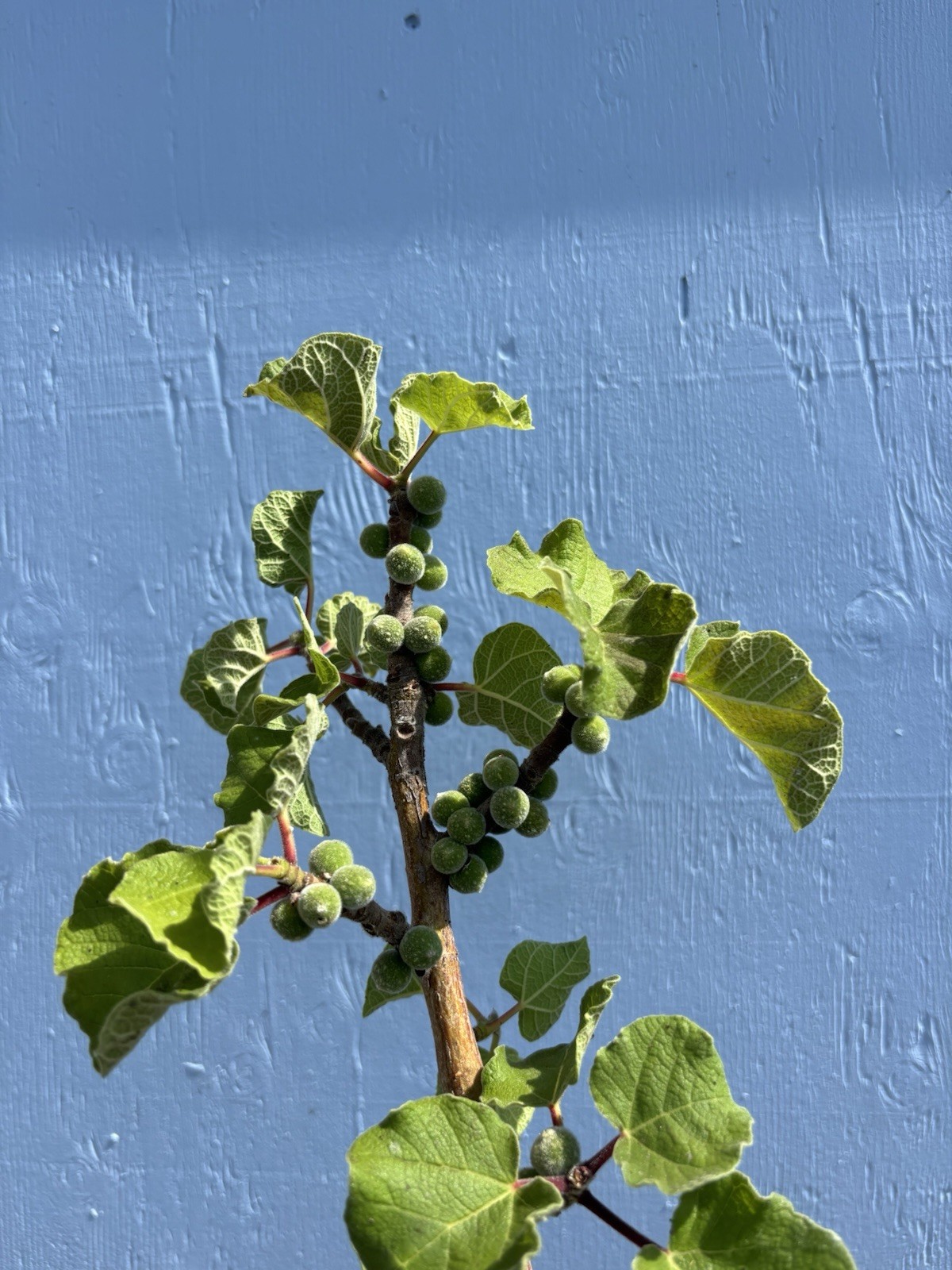 Ficus Tettensis
