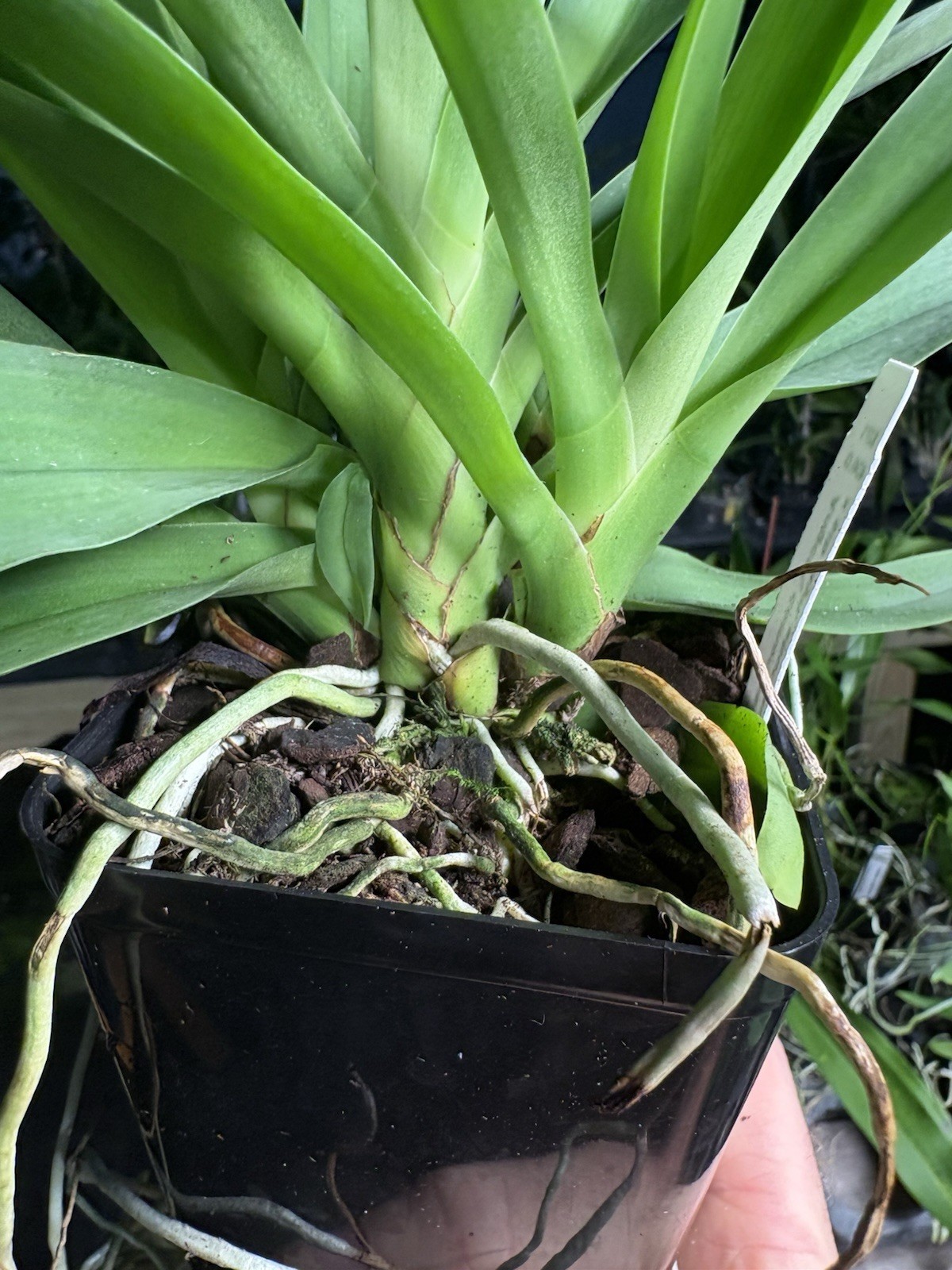 Angraecum comorense – Fragrant Species Orchid – Large Plants – 4” Pots