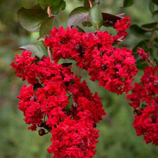 DYNAMITE CRAPE MYRTLE 3-4’ Tree Deep Red Blooms Beautiful Flowering Hardy Tree