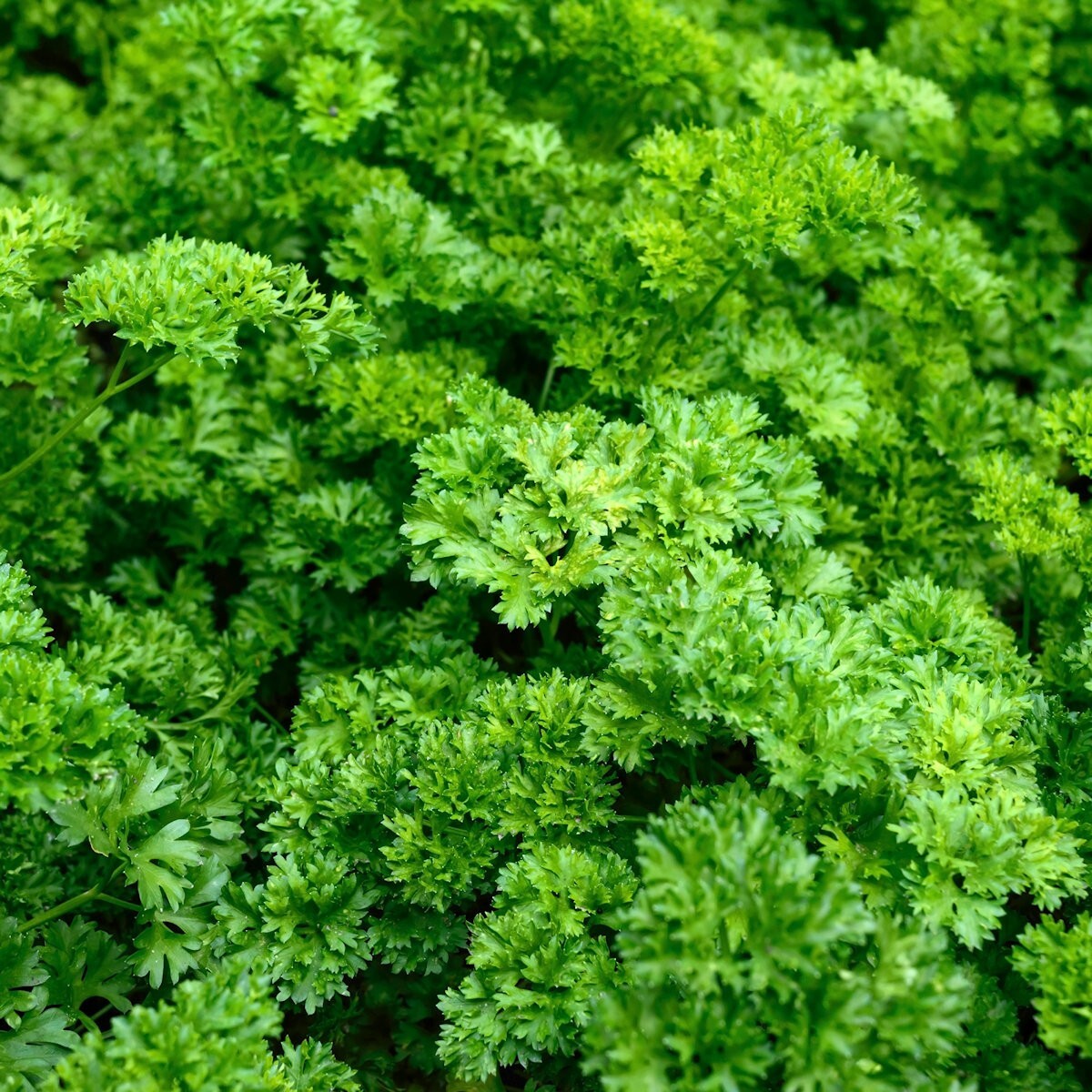 1/4 Lb Forest Green Parsley Seeds – Everwilde Farms Mylar Seed Packet