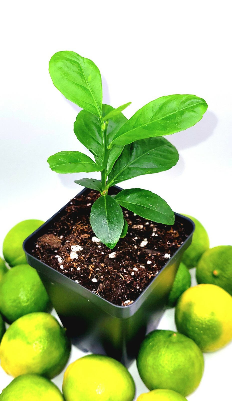 Healthy key lime seedlings, 3-5 inches tall