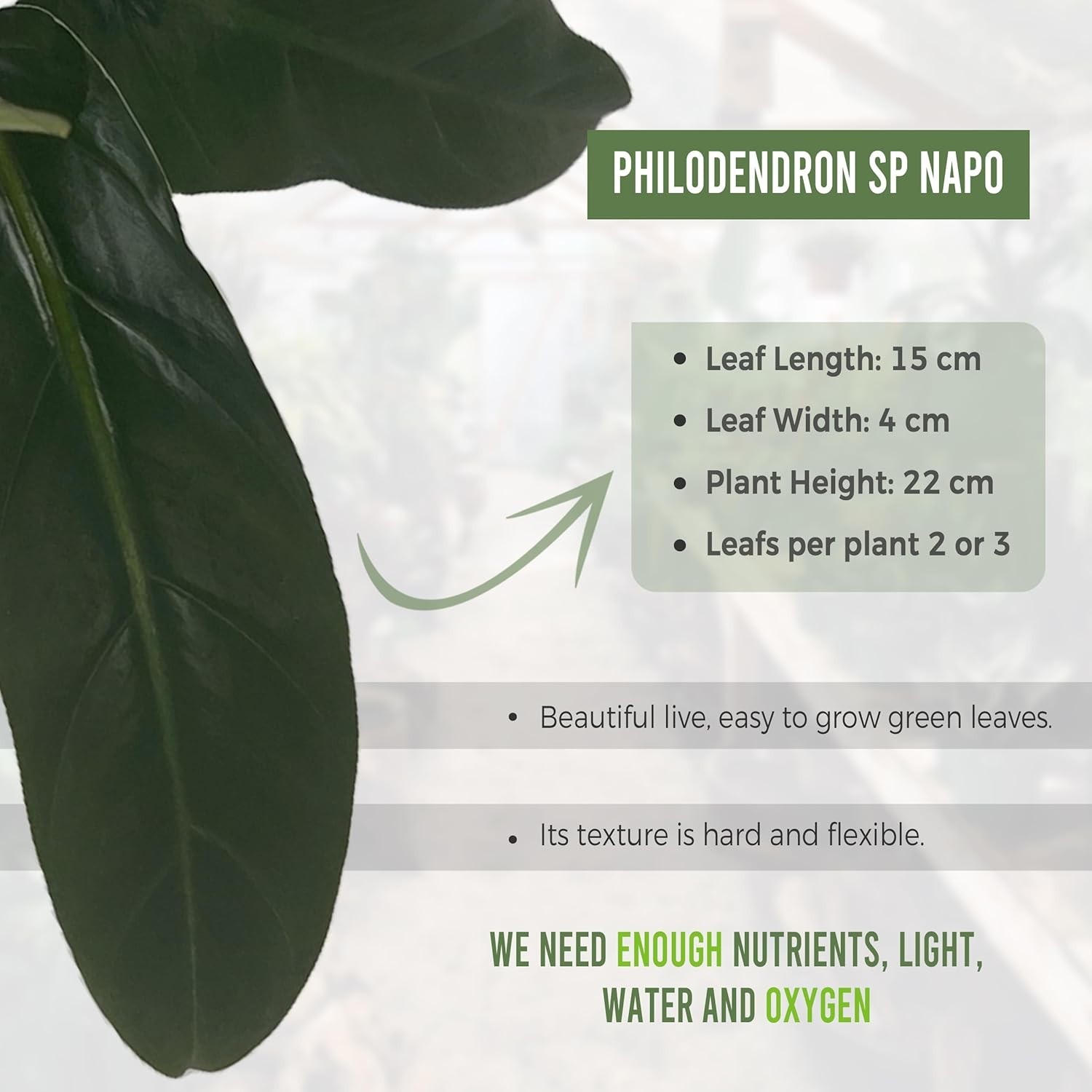 Philodendron SP Napo 2 Pack Green Live Indoor Houseplant