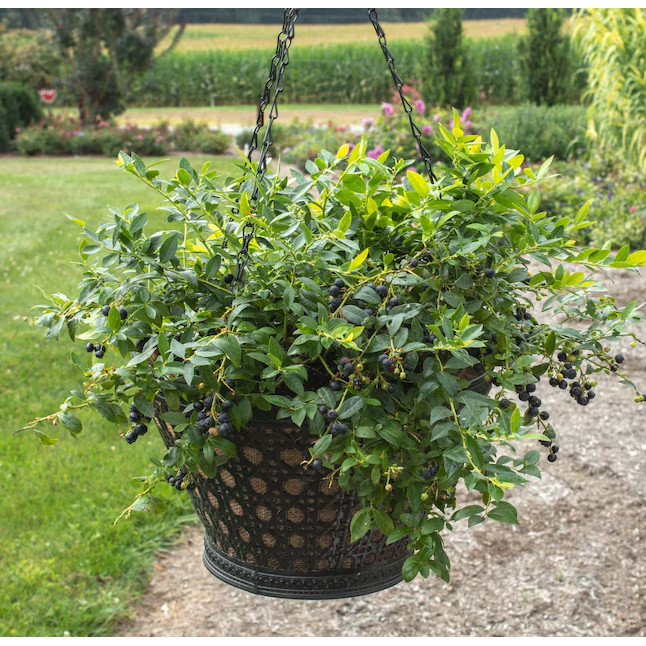 10 in Blueberry Plant 1 -Pack