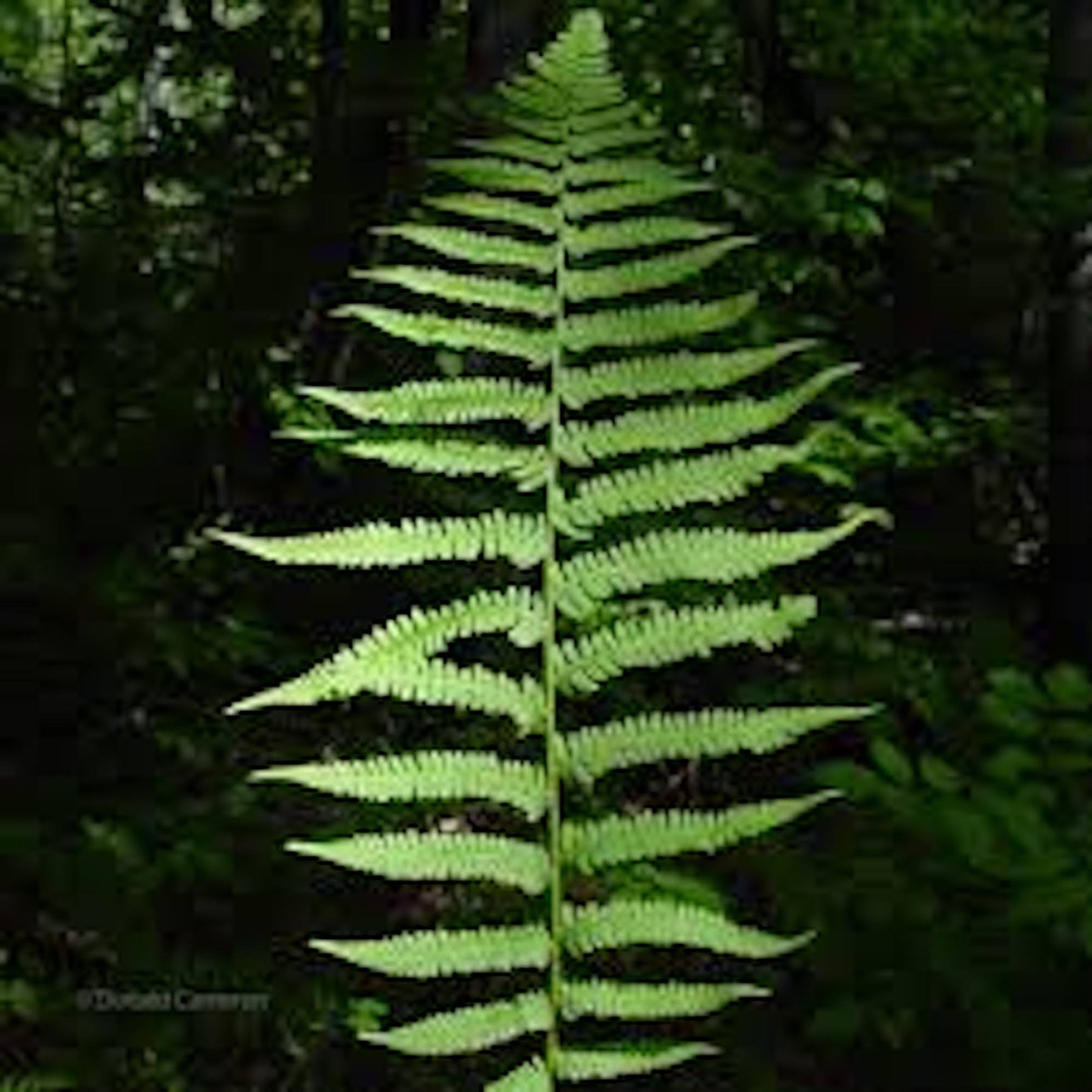 3 Lady Fern Roots Athyrium Filix -Femina Bare Root
