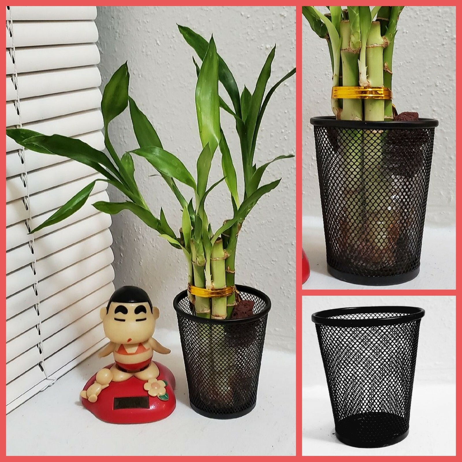 5 Lucky Bamboo 4″ Plants, Free Size Upgrade, Feng Shui, GIFT, Perennial, Indoor