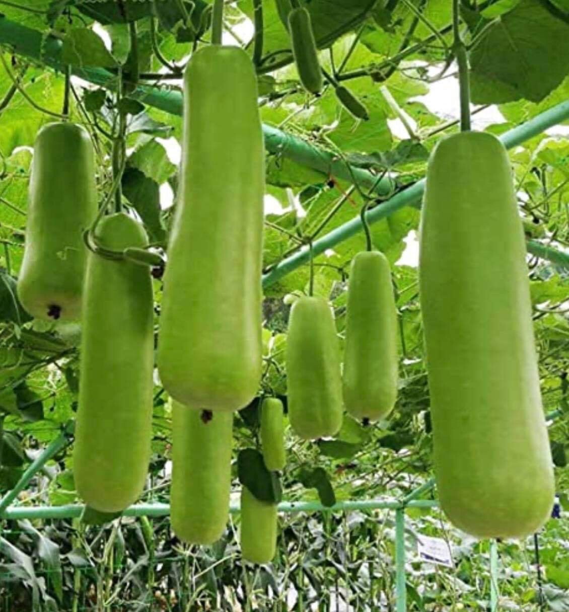 10 Packet Filipino | Asian SEEDS Bundle for Planting + 3 Mystery Packet FREE
