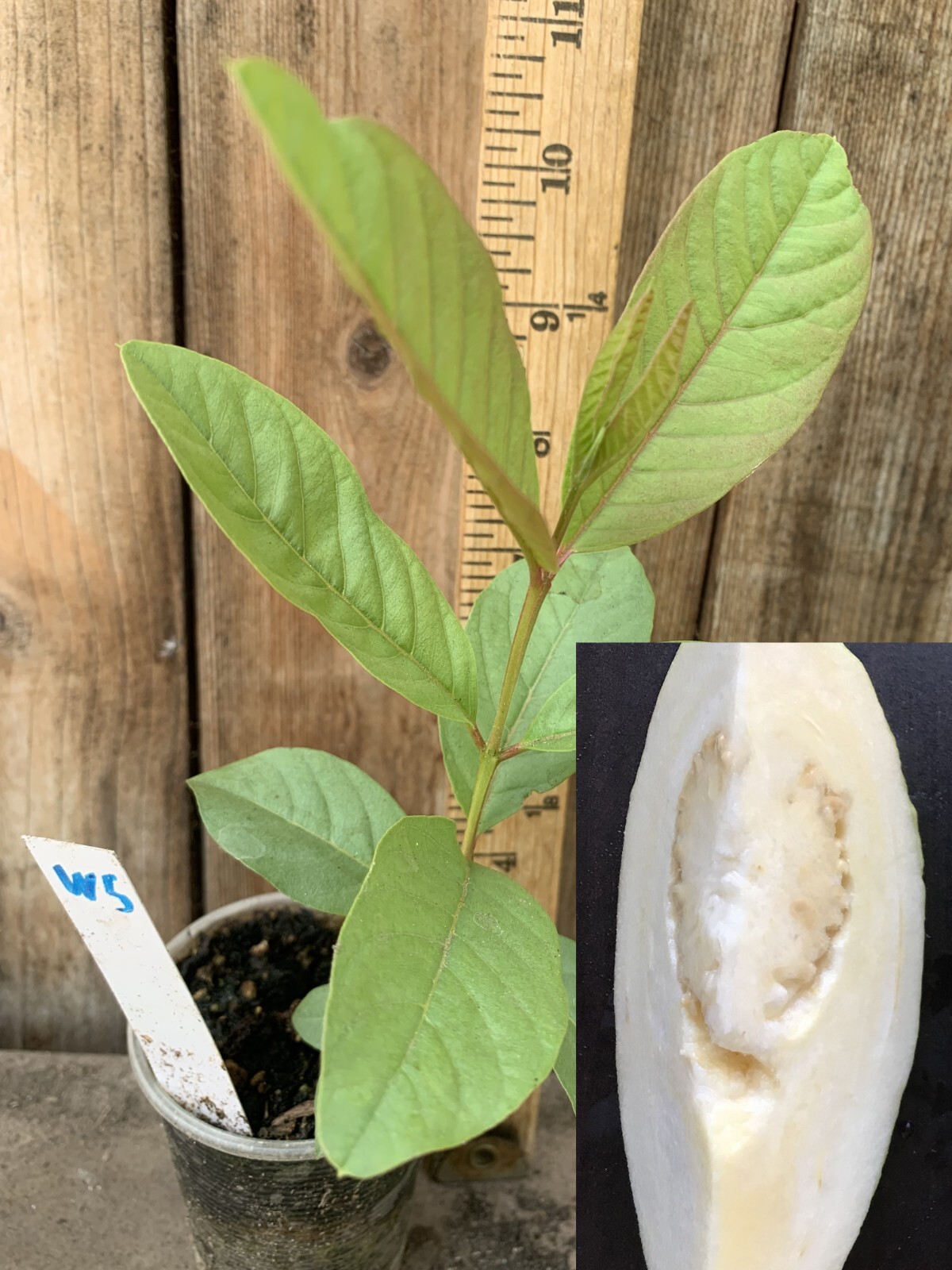1 Asian Cream White Tropical Guava Fruit Tree Psidium Guajava Tree App 14″
