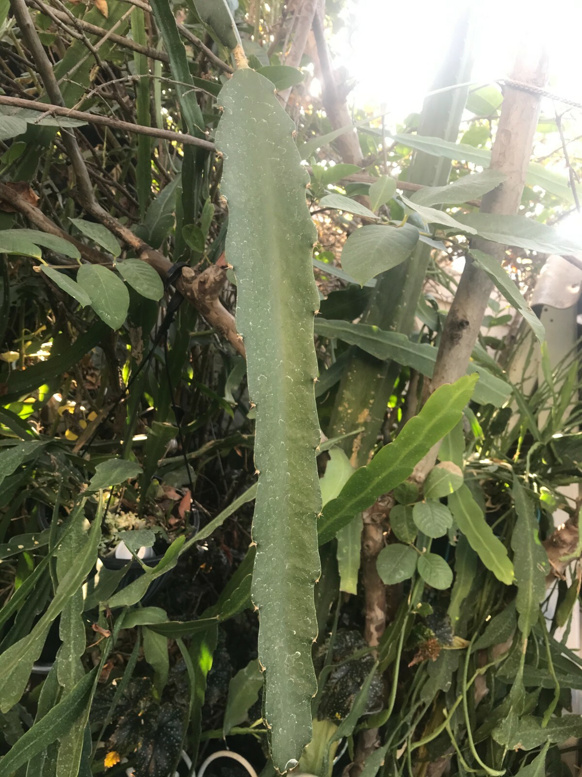 (1) Cutting ~White Flesh~ Dragon Fruit Plant Pitahaya Hylocereus 14″ – 18″ Long
