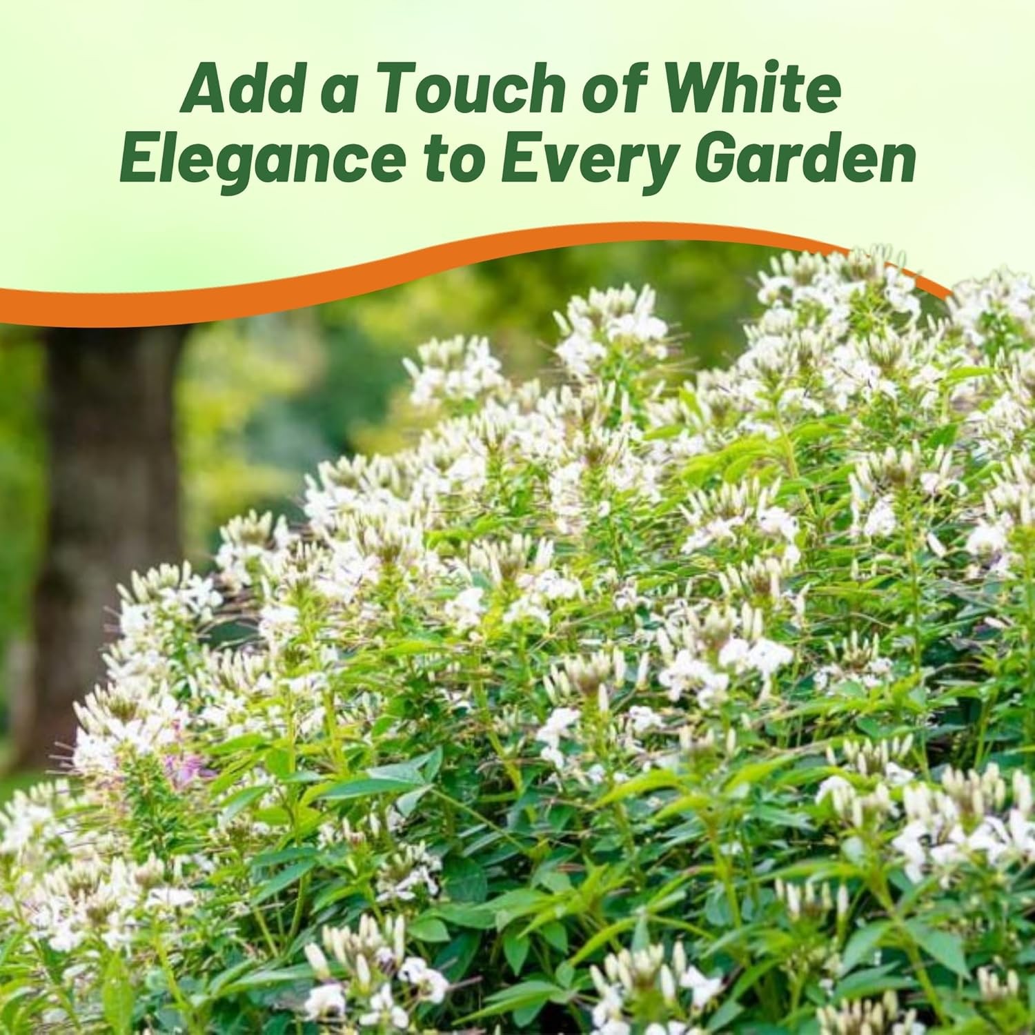 2000 Seeds White Cleome Spider Flower Seed For Xeriscape Gardens