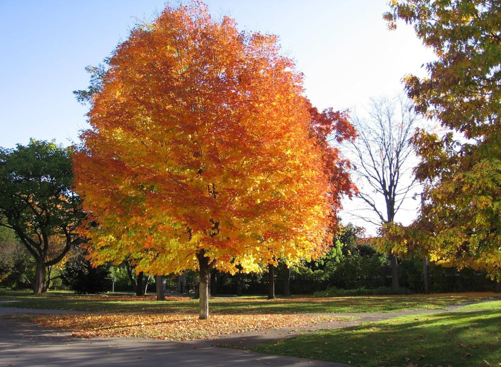 Live Sugar Maple Plant – 6” Tall – 4” Pot – Shade Tree for Garden & Landscape