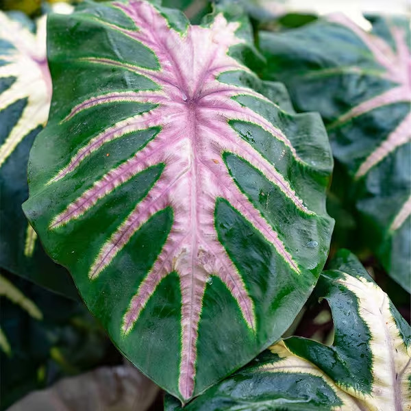 Waikiki Elephant Ear – Colocasia esculenta – Live STARTER Plant~~VERY RARE & HTF