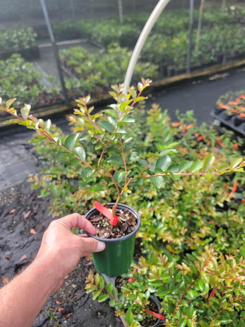 Sioux Pink Crape Myrtle Tree – Live Plant – ( 1 QT )