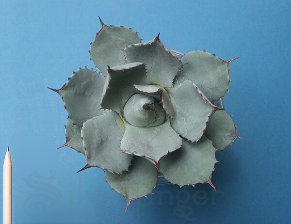 Agave parryi var. PARRYI 4-5″ GENUINE Round Artichoke Agave Live Plant Not Seeds