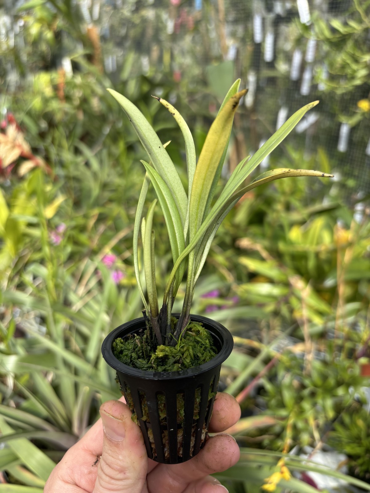 Masdevallia lamprotyria FRAGRANT miniature orchid species bloom size