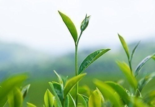 Camellia Sinensis – 4 Inch Container – Beautiful Live Tea Plant Black White…