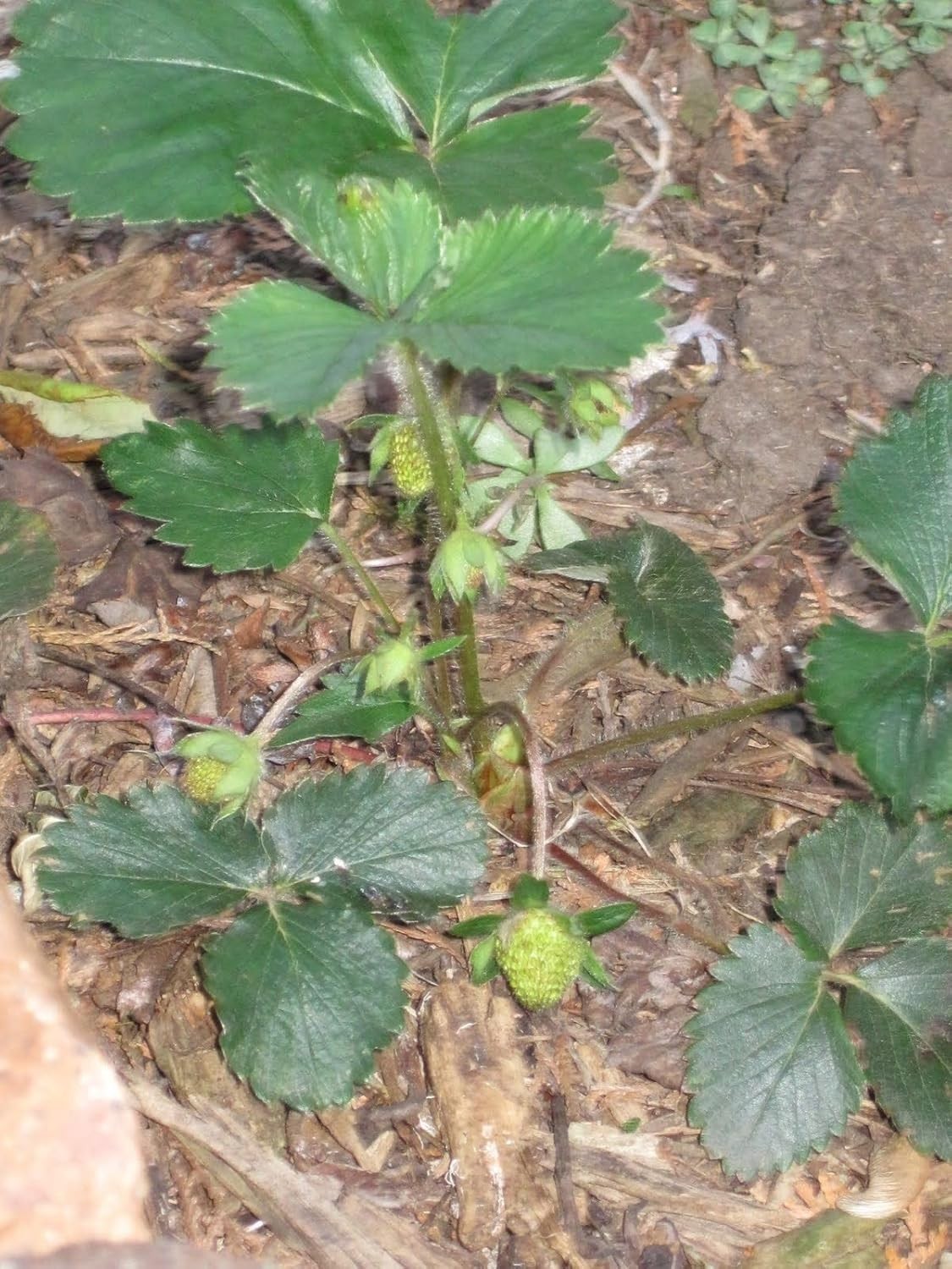 Wild Strawberry – White Soul (Fragaria Vesca White Soul) 300 SEEDS~very sweet