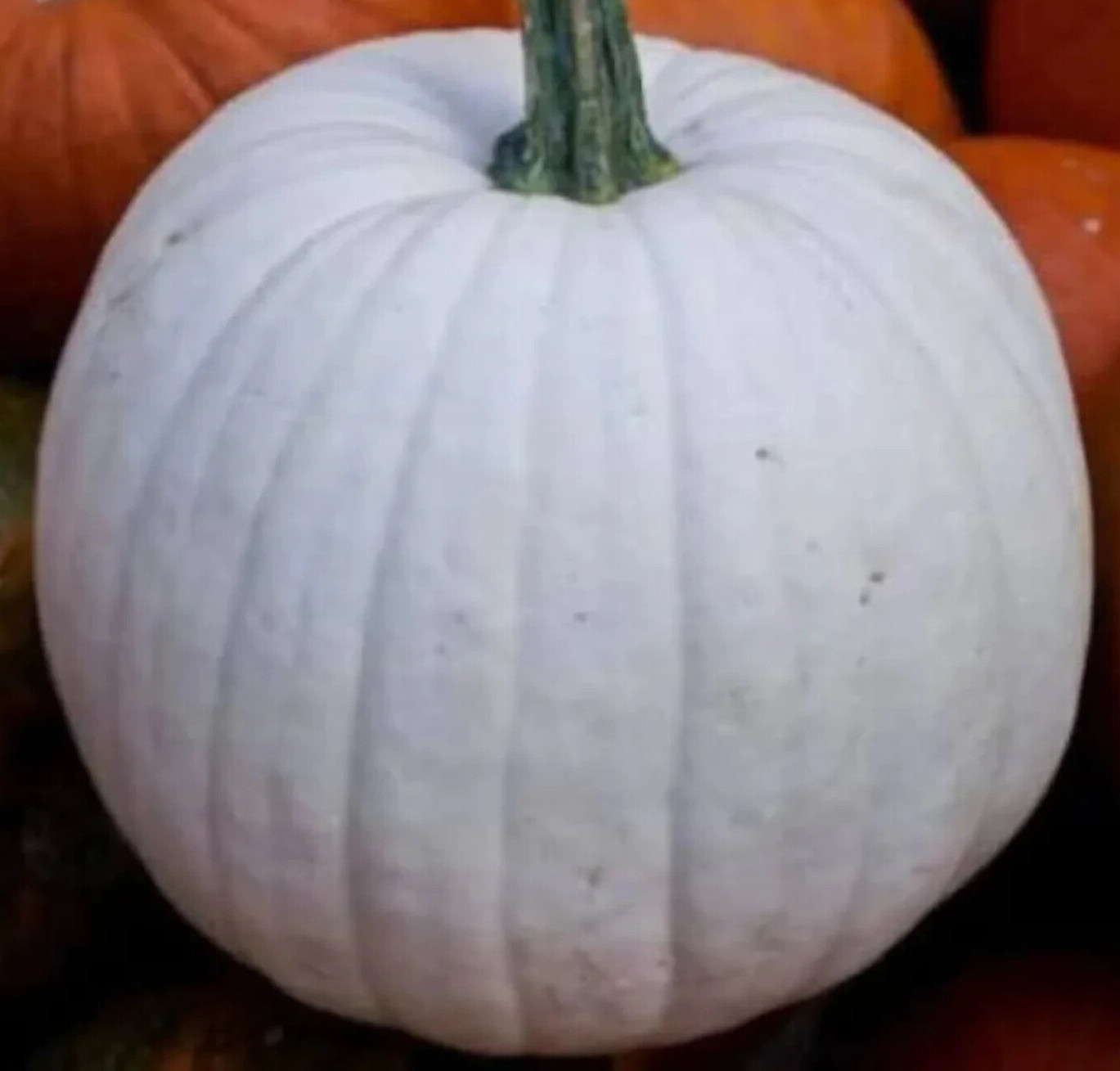 WHITE PUMPKIN SEEDS 10+ “CASPER” Halloween ORNAMENTAL squash FREE SHIPPING