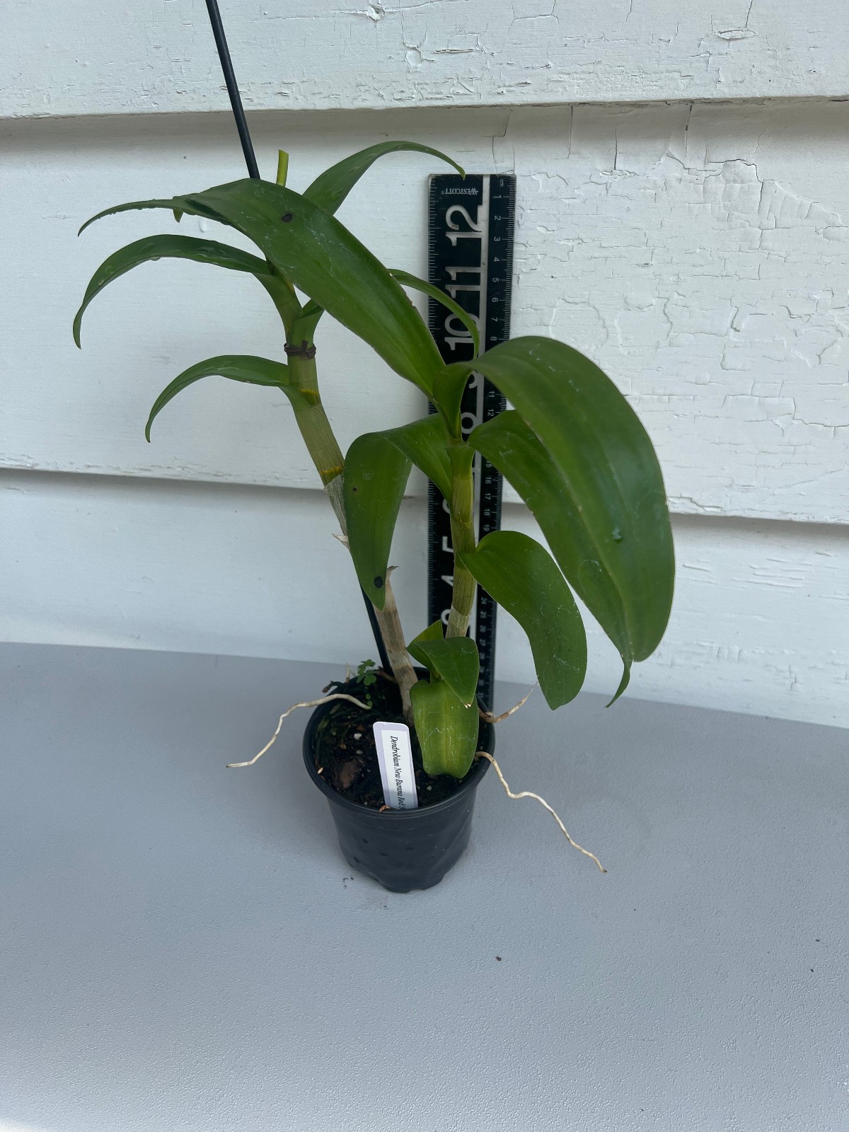 Dendrobium New Burana Red Stem. Live Dendrobium Orchid Plant. Blooming Size.