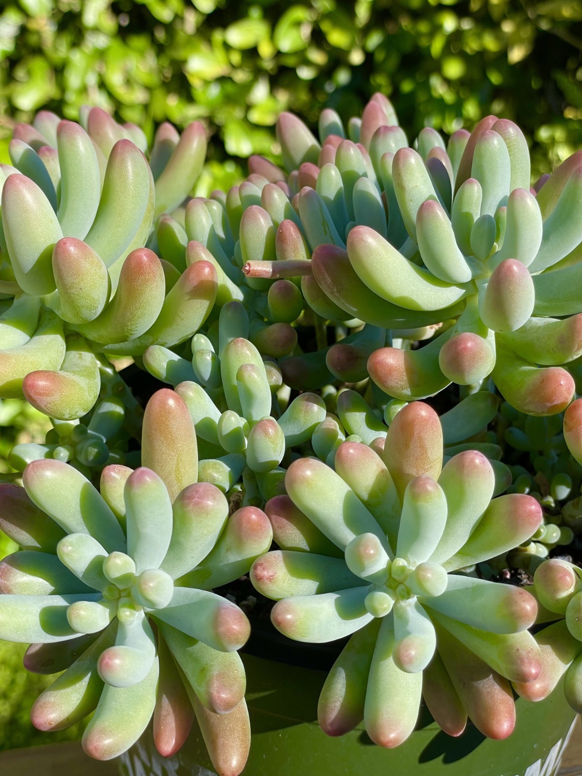 Rare Live Succulent Plant Sedum Pachyphyllum Unrooted Cutting 2-3 Inches