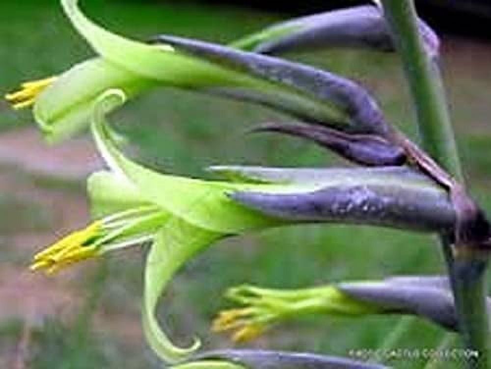 Puya Mirabilis is a type of bromeliad, 8 Seeds. Free Shipping!