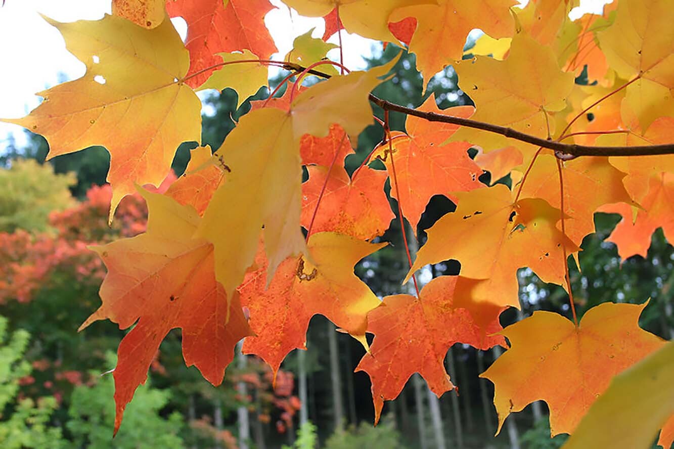 Sugar Maple, Acer saccharum, Tree Seeds