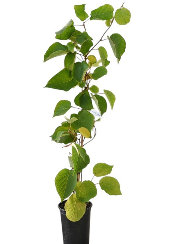 Kiwi Plant Jenny Actinidia Deliciosa Hybrid Fruiting Tree 6-8 Inch Tall 4″ Pot