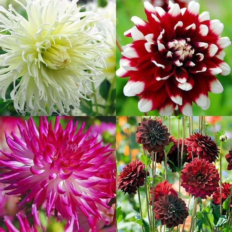 Delightful Dahlia Flower Bulb Mix – Huge Exotic Showy Blooms – Assorted Colors
