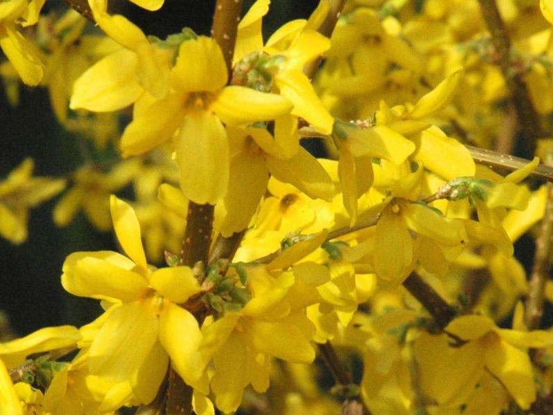 Lynwood Gold Forsythia Shrub/Bush – 6-12″ Tall – Live Lynnwood Plant – 4″ Pot