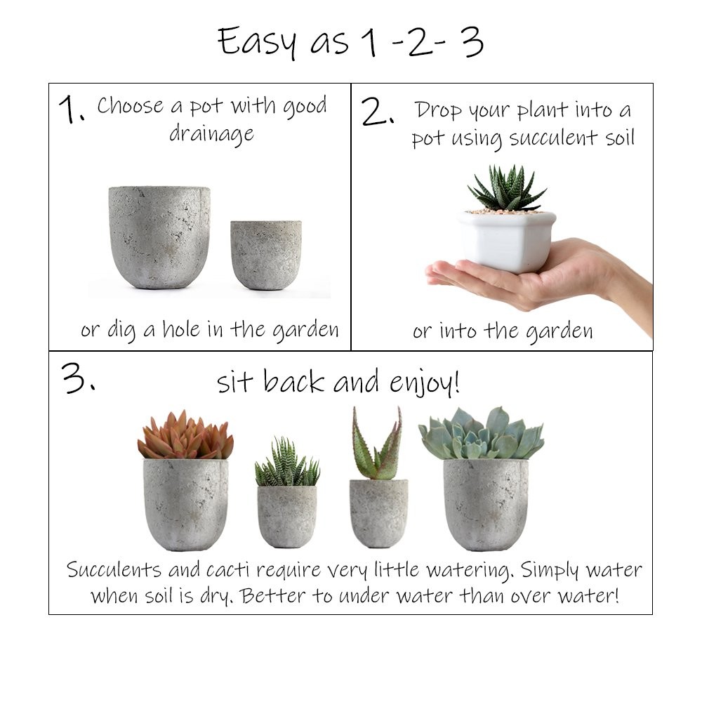 , Assorted Cactus Plants Live Succulents (8 Pack), Live Cactus Plant Lover Gi…