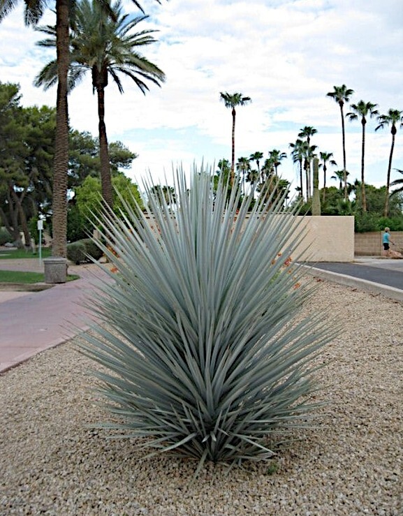 10 BLUE YUCCA TREE SEEDS (Yucca rigida) Exotic “RARE” Agave Cold Hardy~Zone 5
