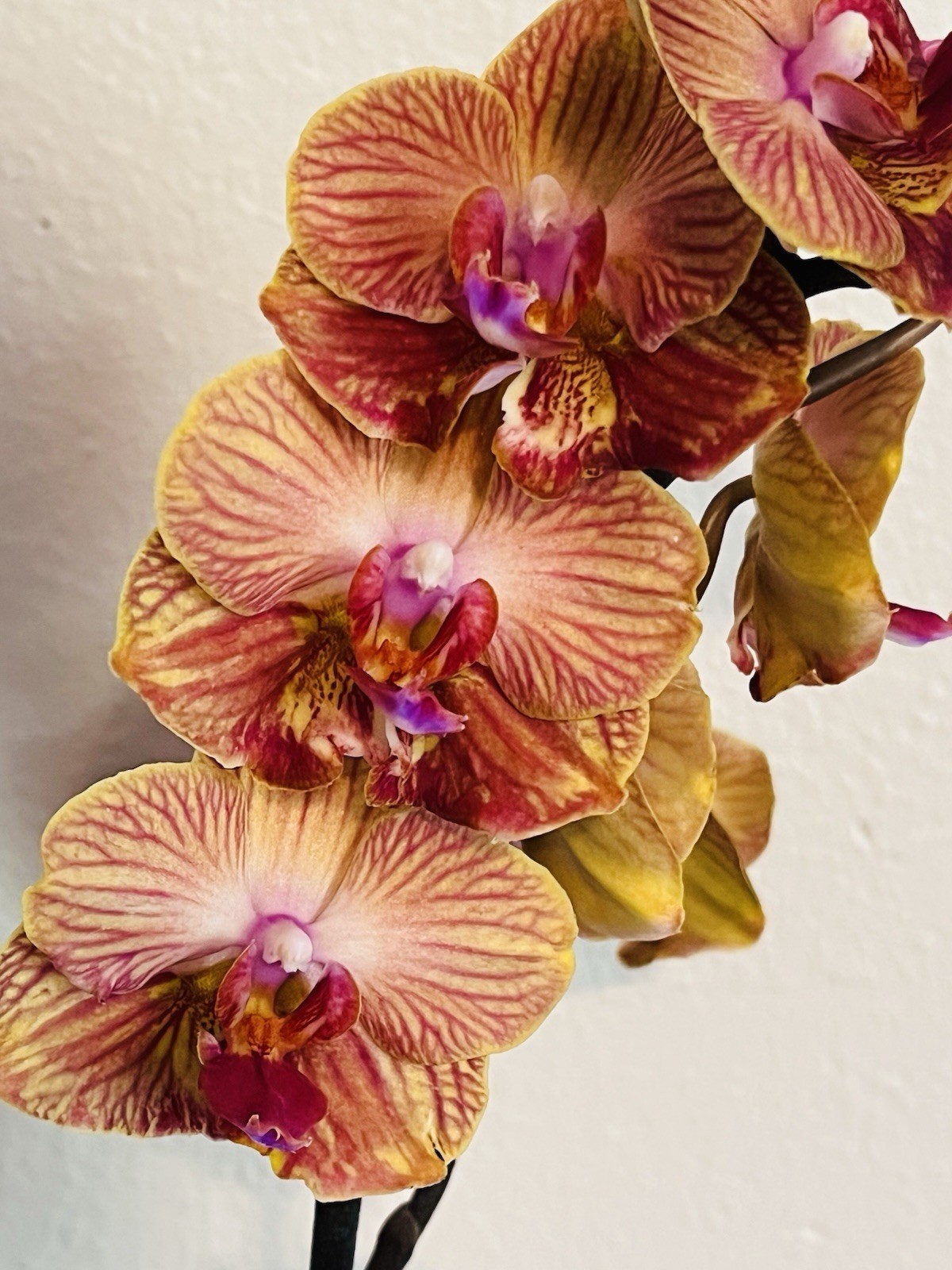 Phalaenopsis Orchid NOID Taiwanese Species Extremely Rare Plant Mutated!!!