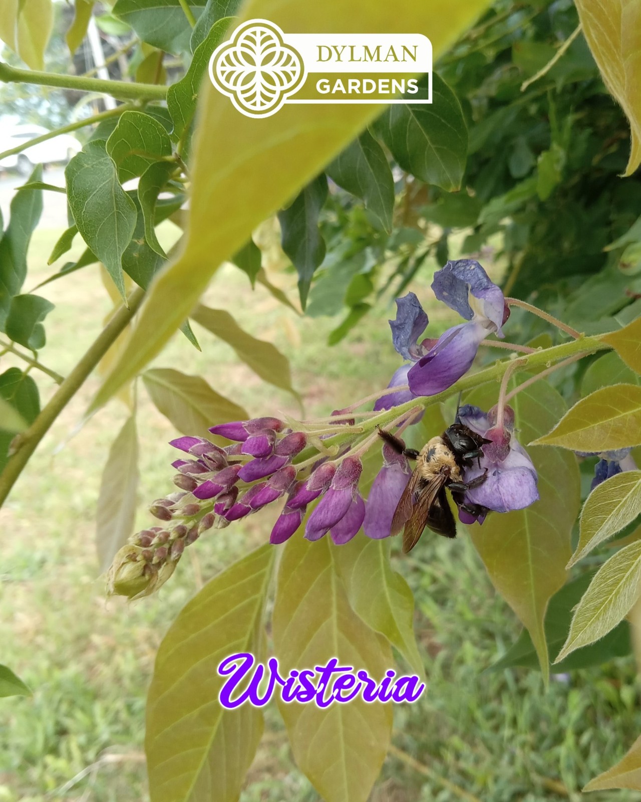Japanese Wisteria (Wisteria floribunda) Flowering Vine – Bonsai – Multiple Sizes