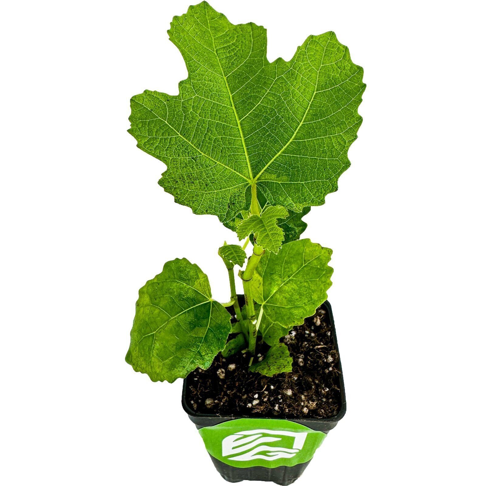 LSU Gold Fig Tree – Ficus carica – Live Plant